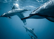 世界杯高清播放平台-中国队赢得女足亚洲杯小组赛开门红